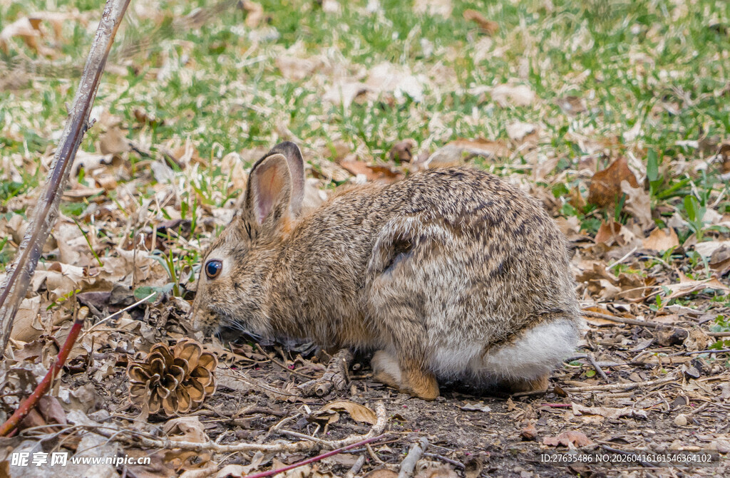 草丛中的小灰兔
