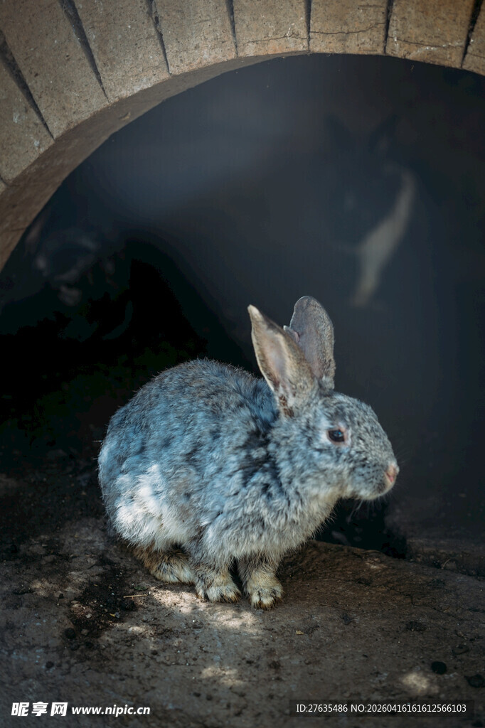 银蓝色兔子于拱洞处