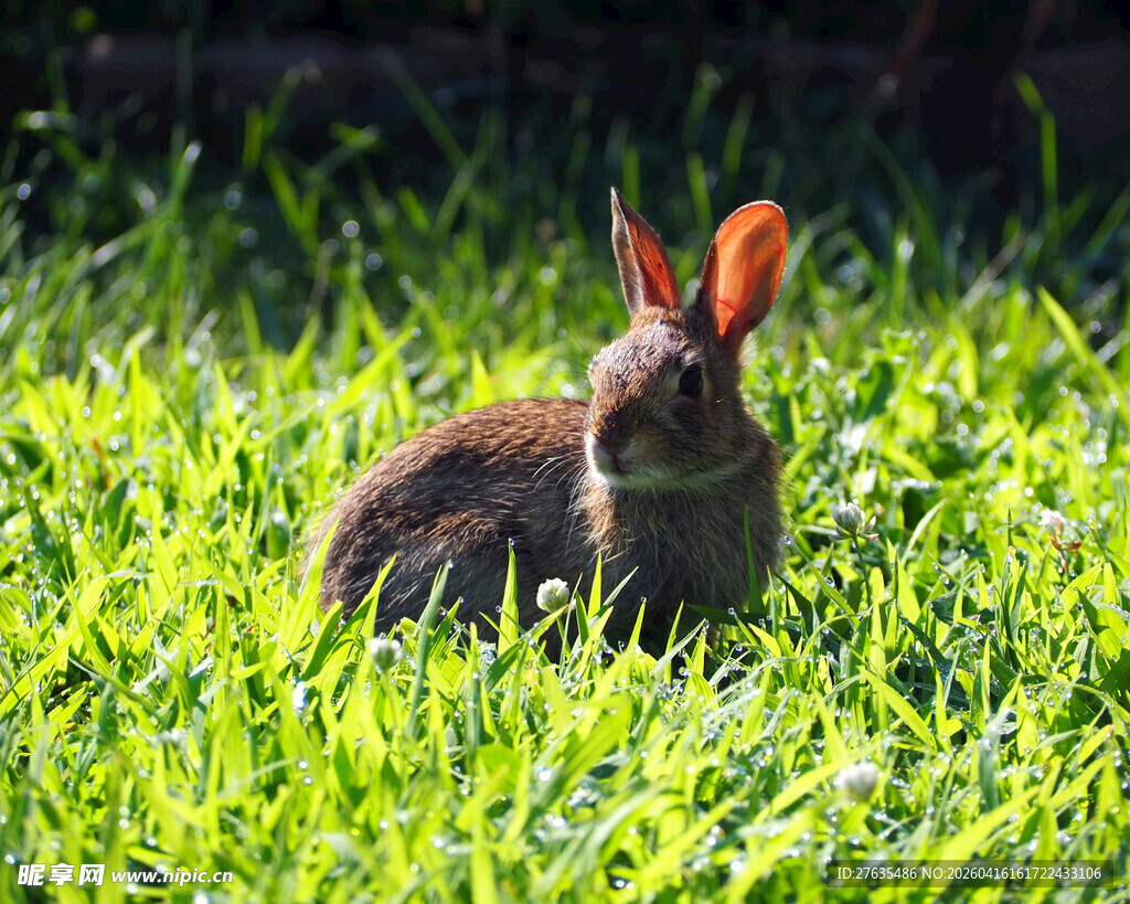 草地上的可爱小兔子