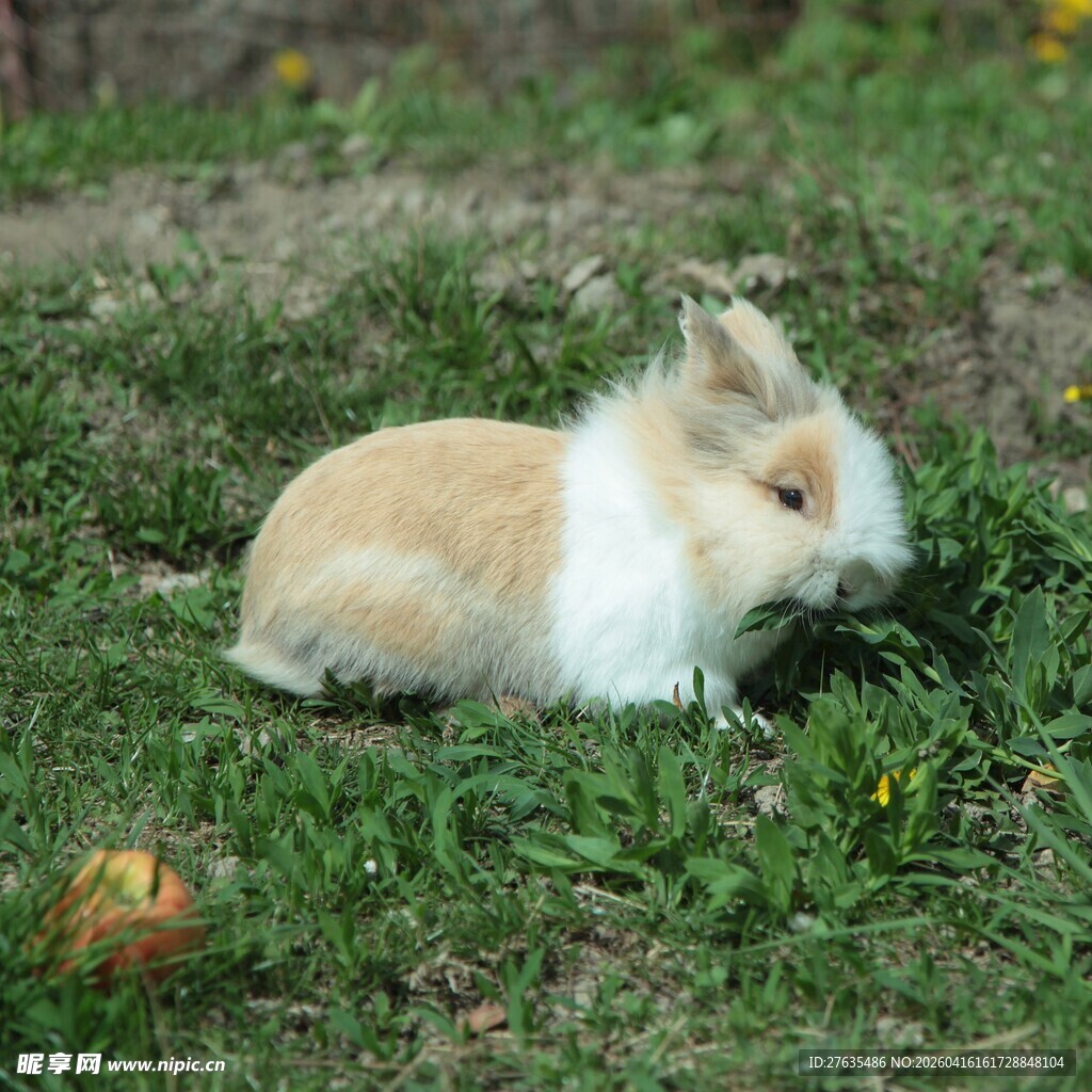 草地上的可爱小兔子