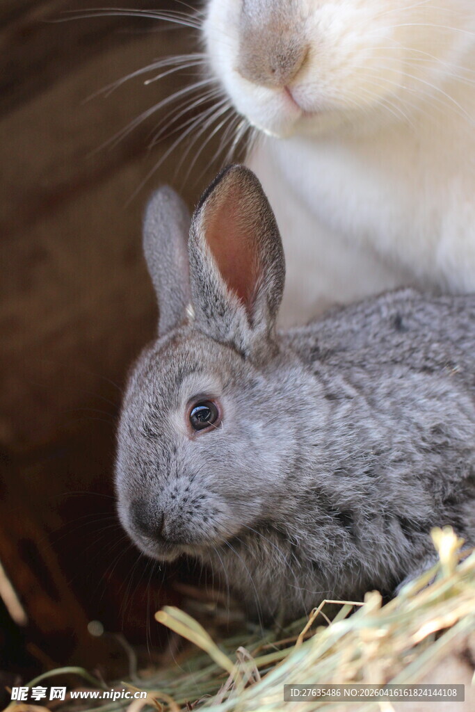 小灰兔依偎在白兔身旁