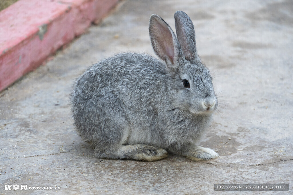 灰色小兔蹲坐地面