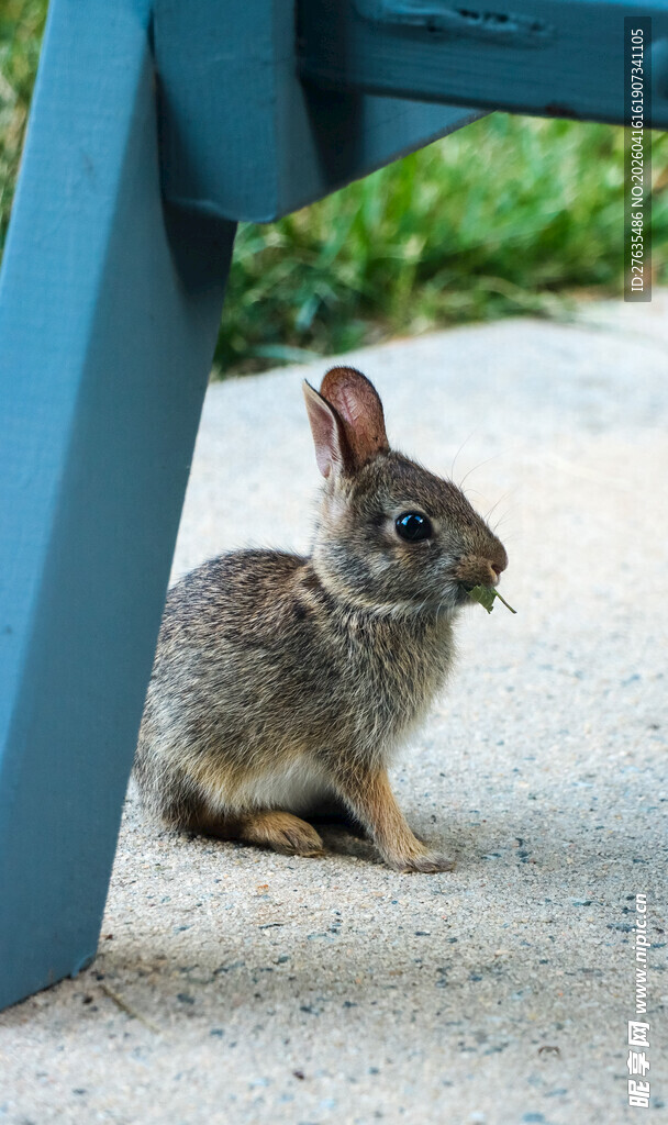 蓝色长椅下的可爱野兔
