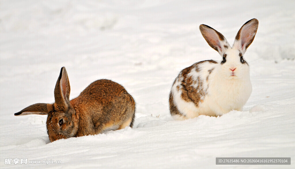 雪地中的两只可爱兔子