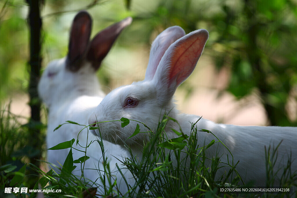 草丛中的两只可爱白兔