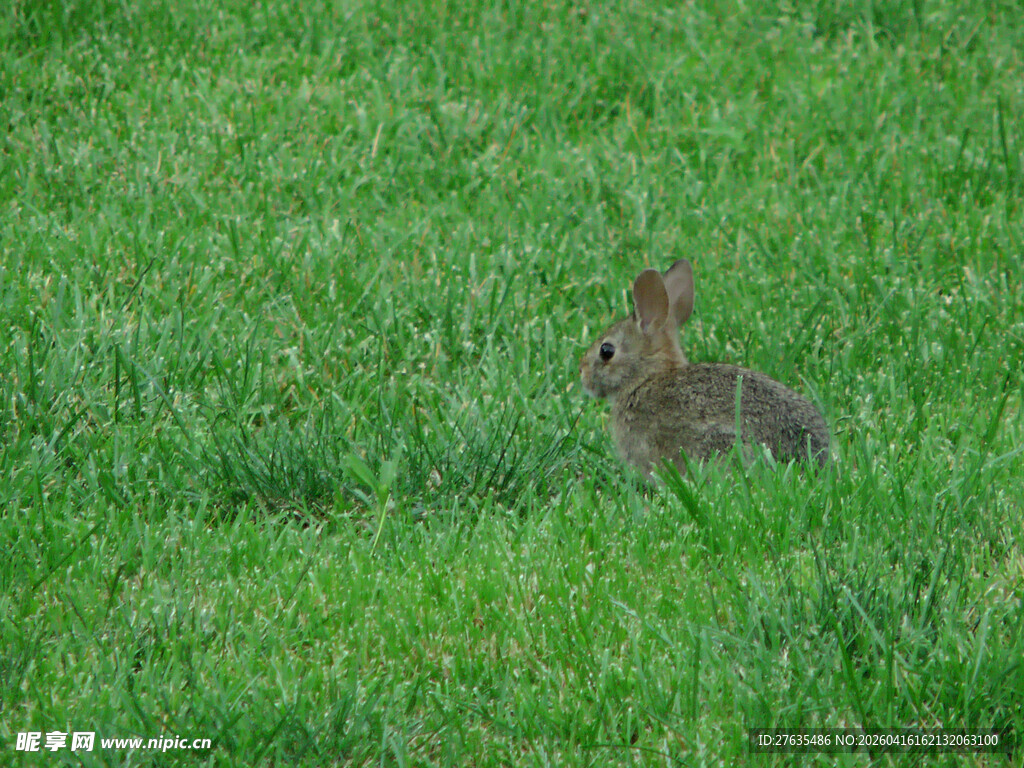 草丛中的野兔