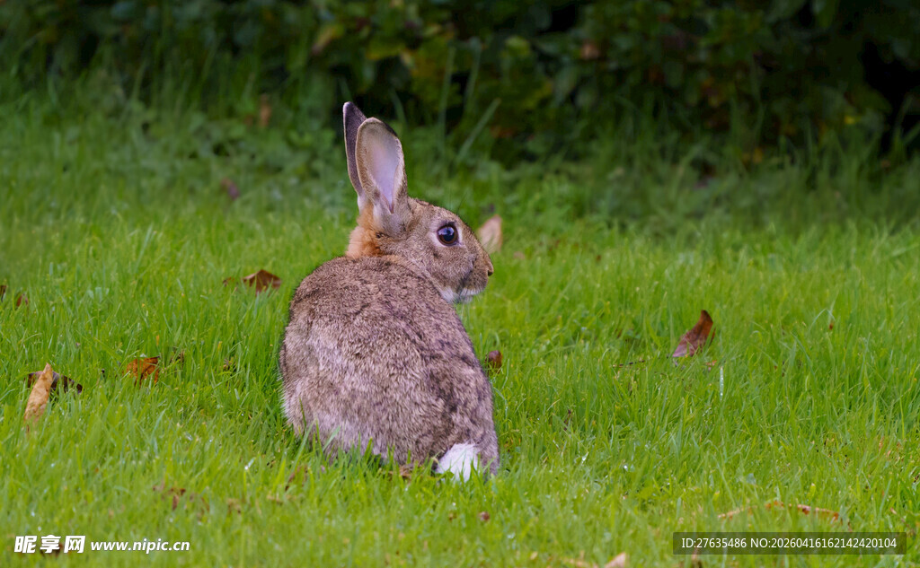 草地上的回首野兔
