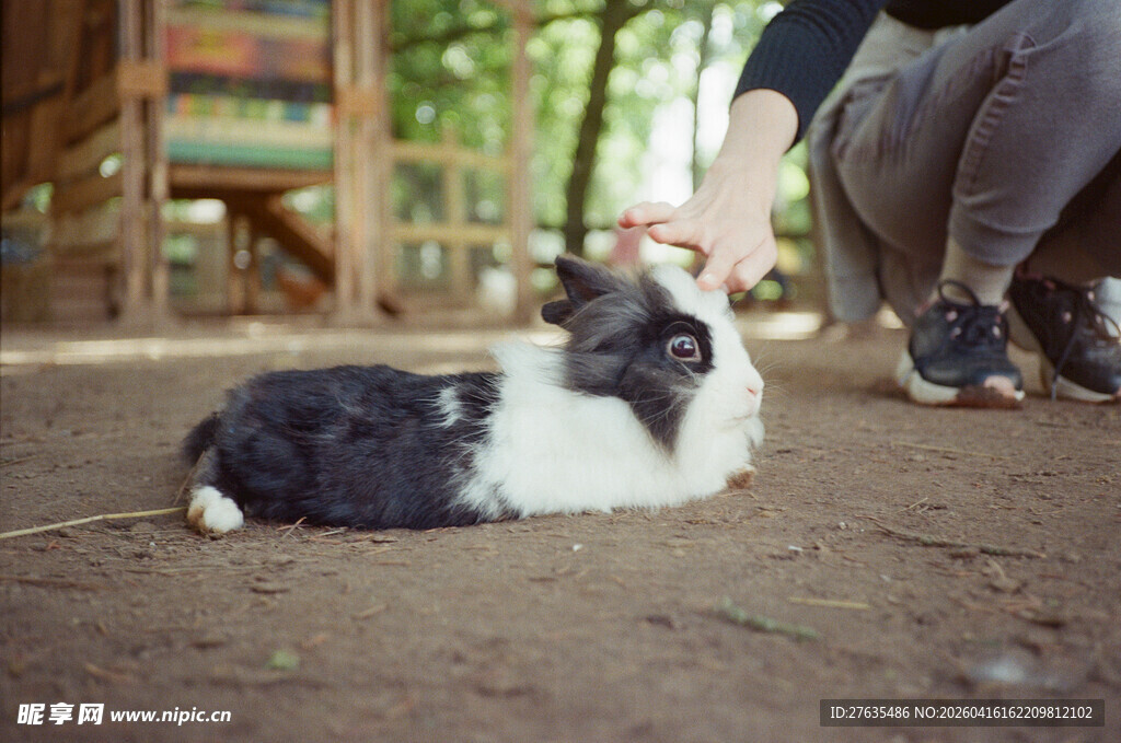 人逗黑白萌兔