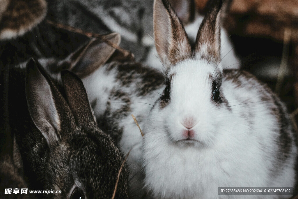 可爱白兔置身自然环境中