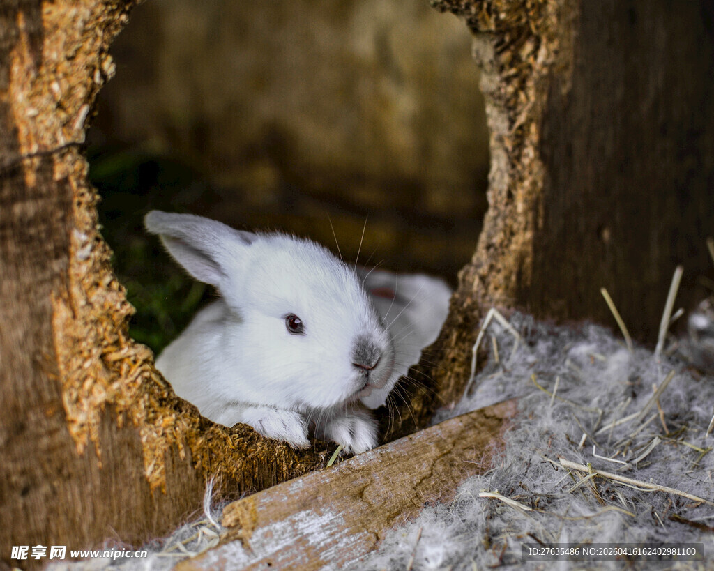 树洞中可爱的白兔