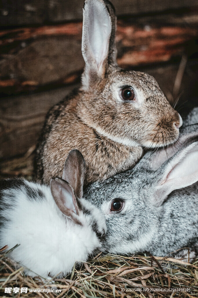 可爱小兔依偎在一起