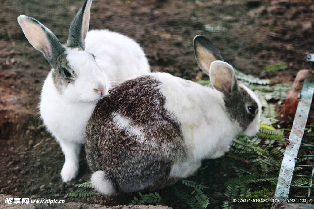 两只兔子亲昵依偎场景