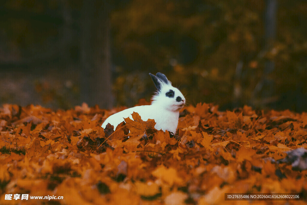 秋景中可爱的黑白兔子