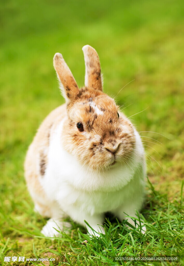 草地上的可爱兔子