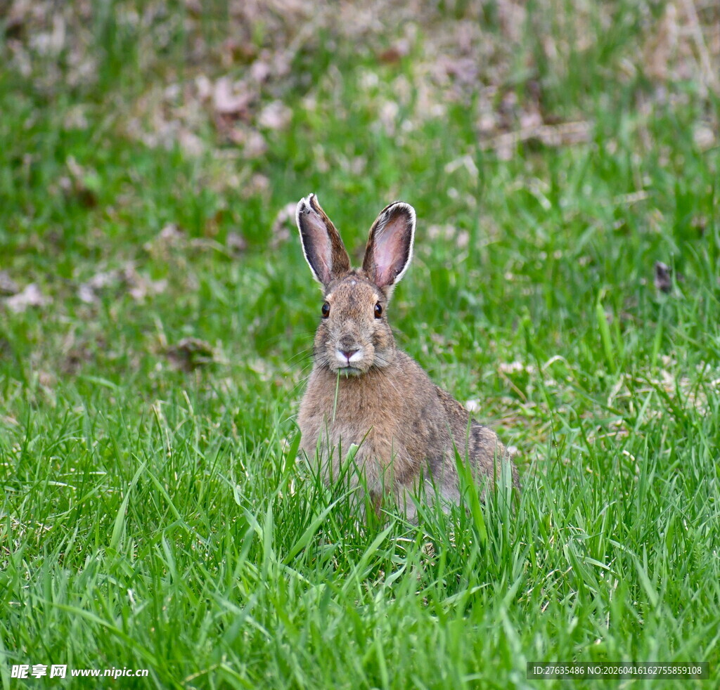 草地上的可爱野兔
