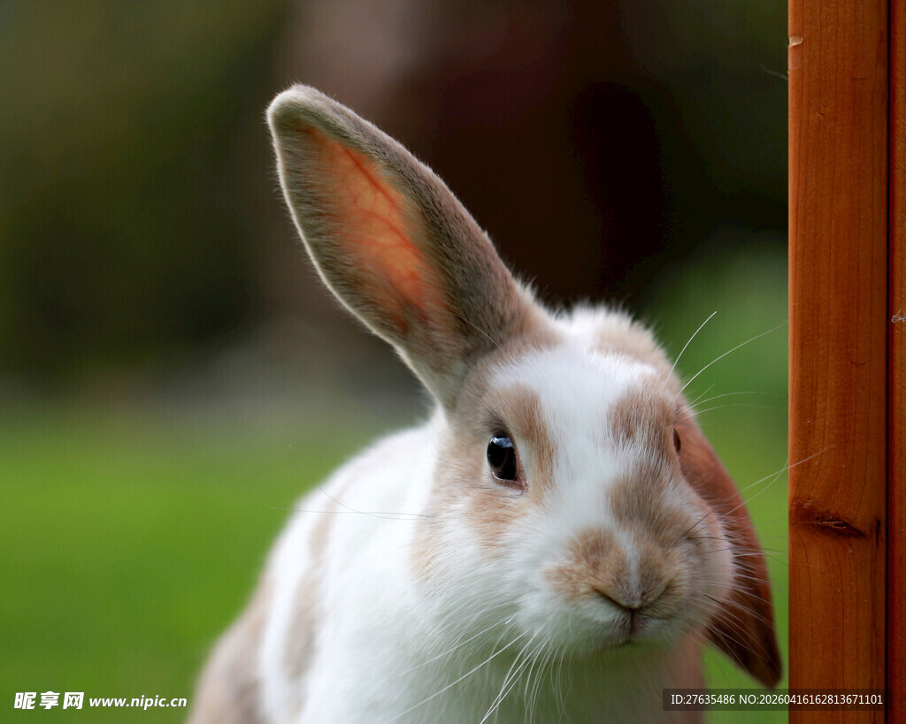 可爱白兔靠木柱