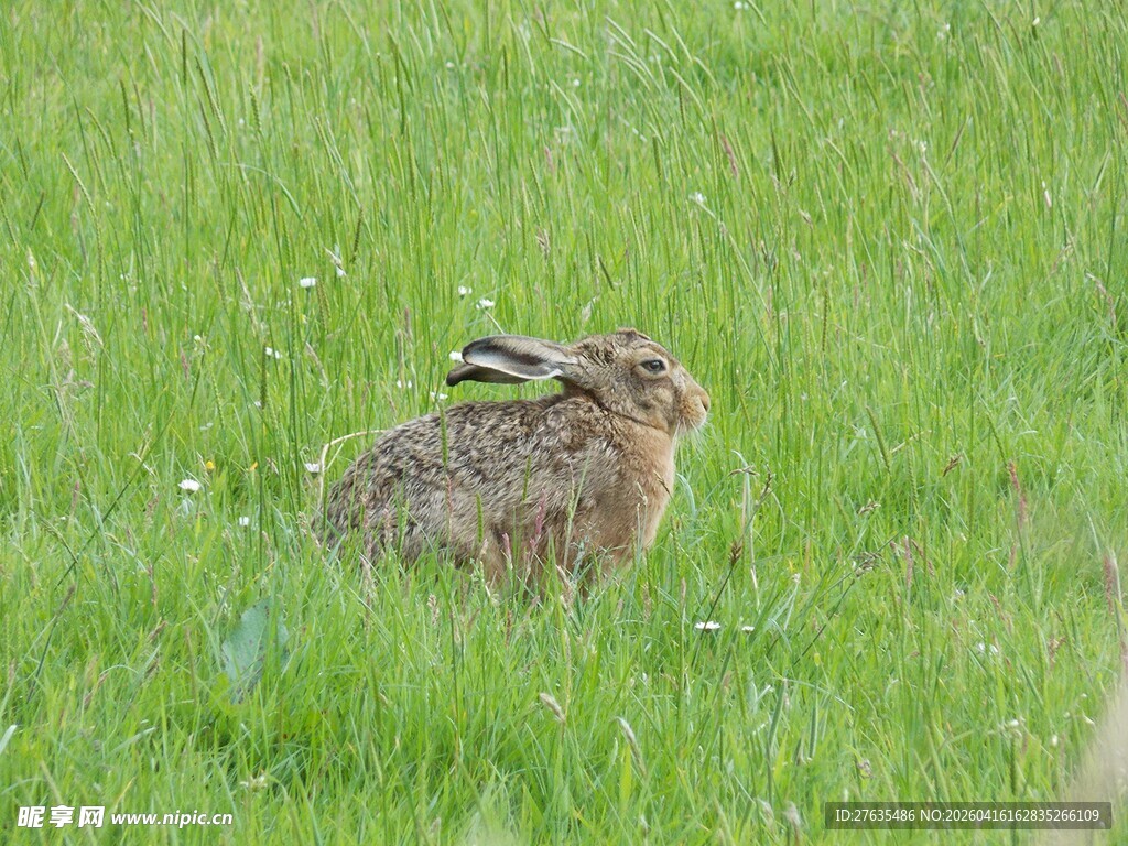 草地上的野兔