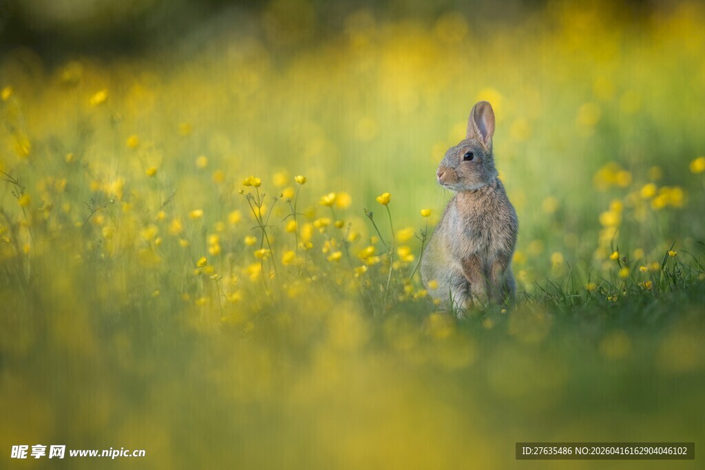 田野中站立的可爱小兔子