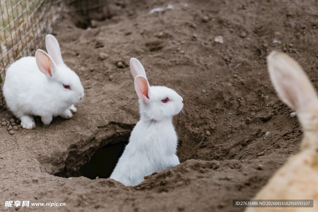 洞口的可爱白兔