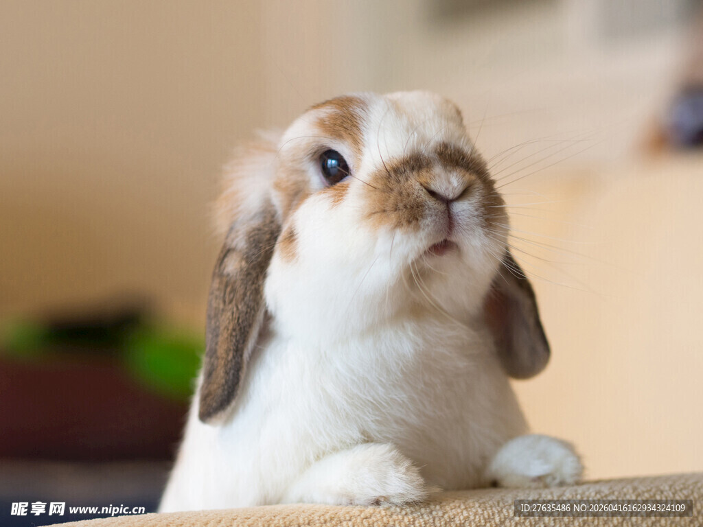 可爱垂耳兔抬头萌态