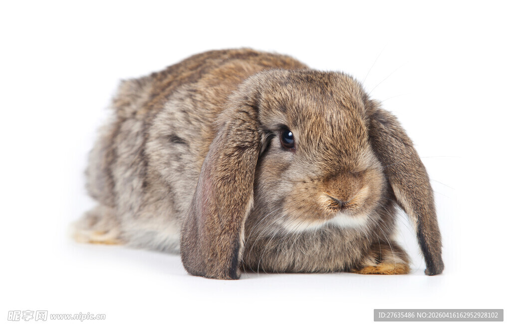 可爱垂耳兔特写