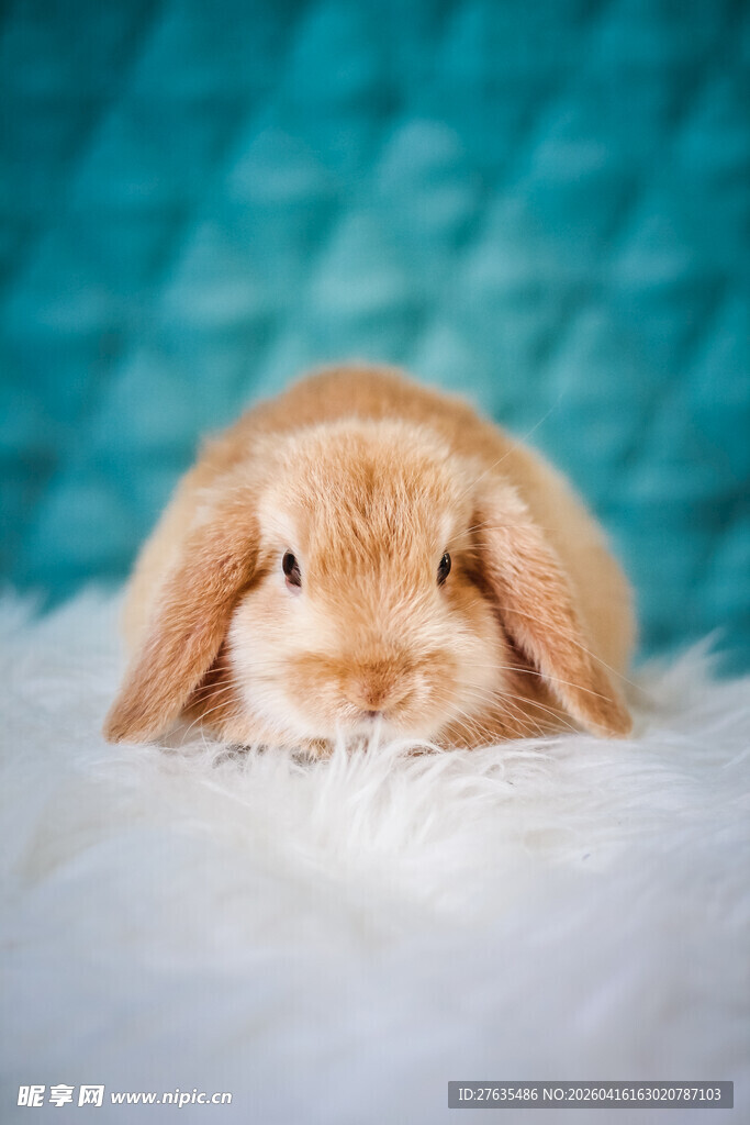 可爱垂耳兔趴在毛绒上