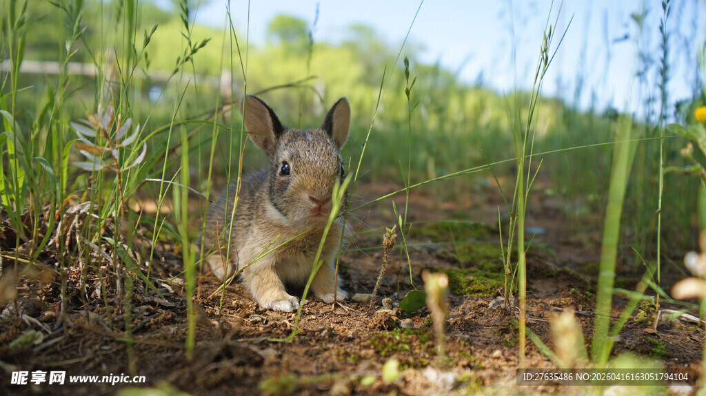 林间松鼠于草地间觅食