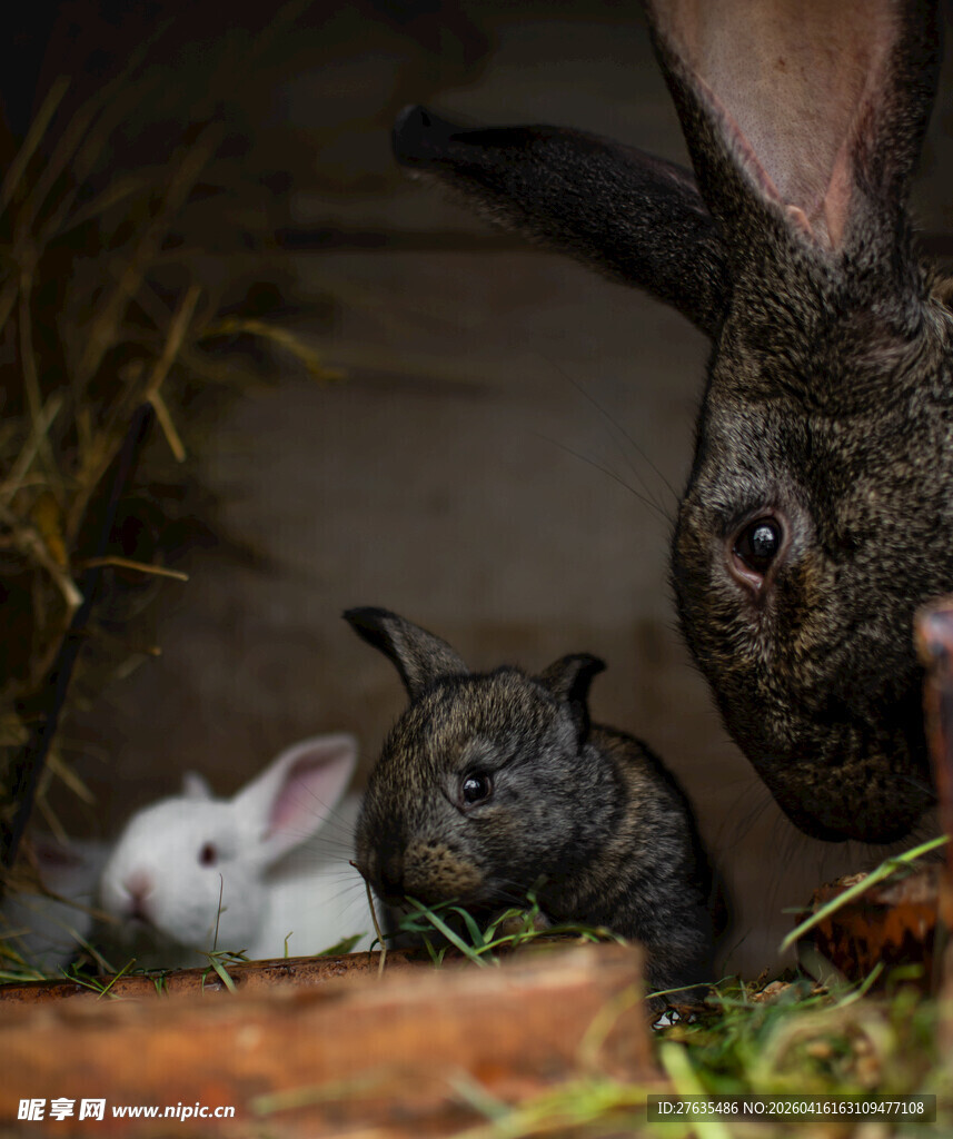 可爱兔子们的温馨小聚