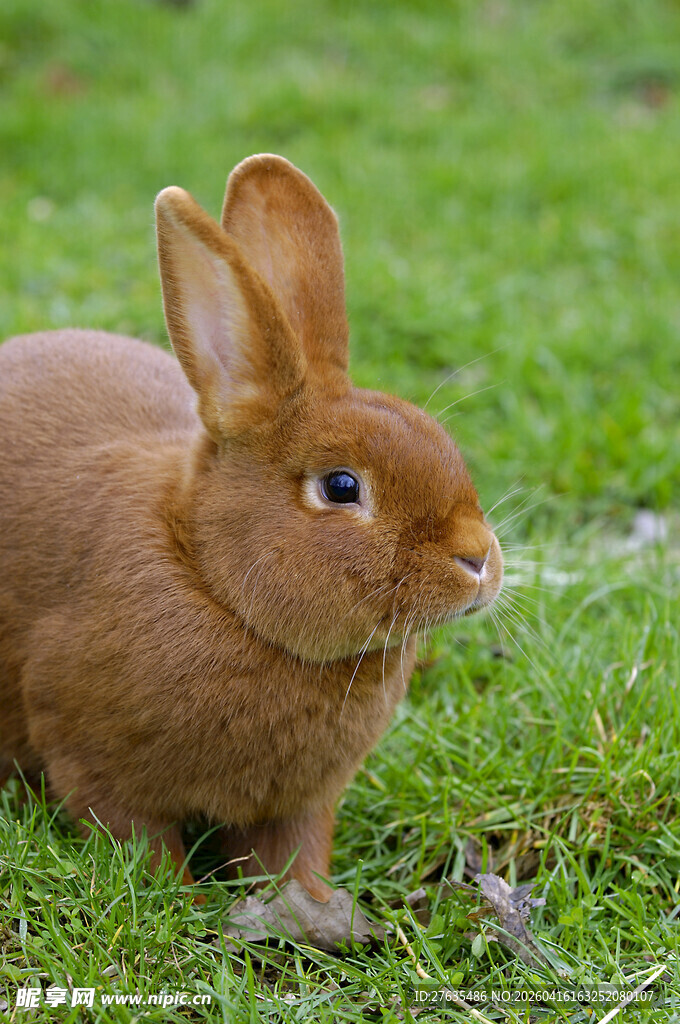 草地上的可爱棕色小兔子