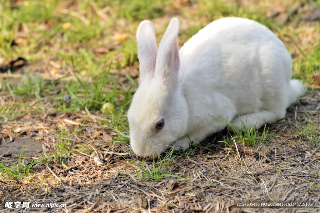 草地上的可爱白兔