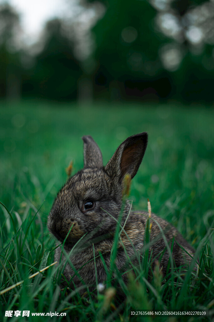 草丛中的可爱灰兔子
