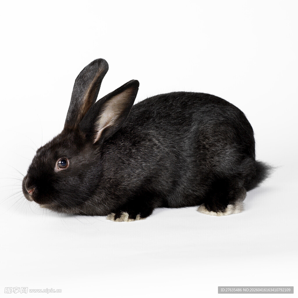 黑色兔子特写