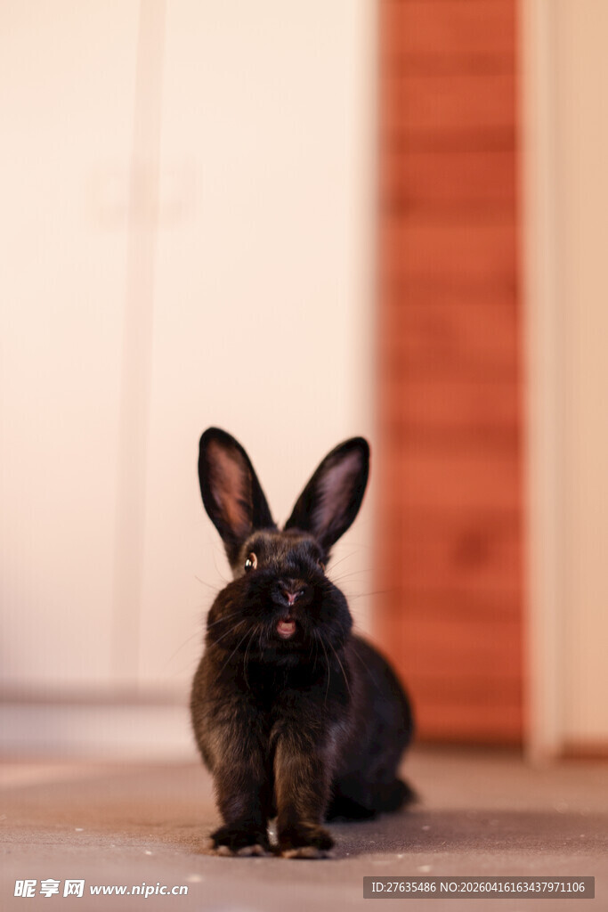 黑兔子端坐室内