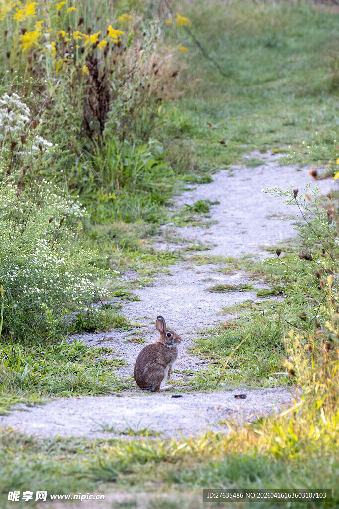小径上的野兔