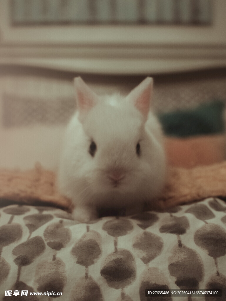 可爱小白鼠趴在花垫子上