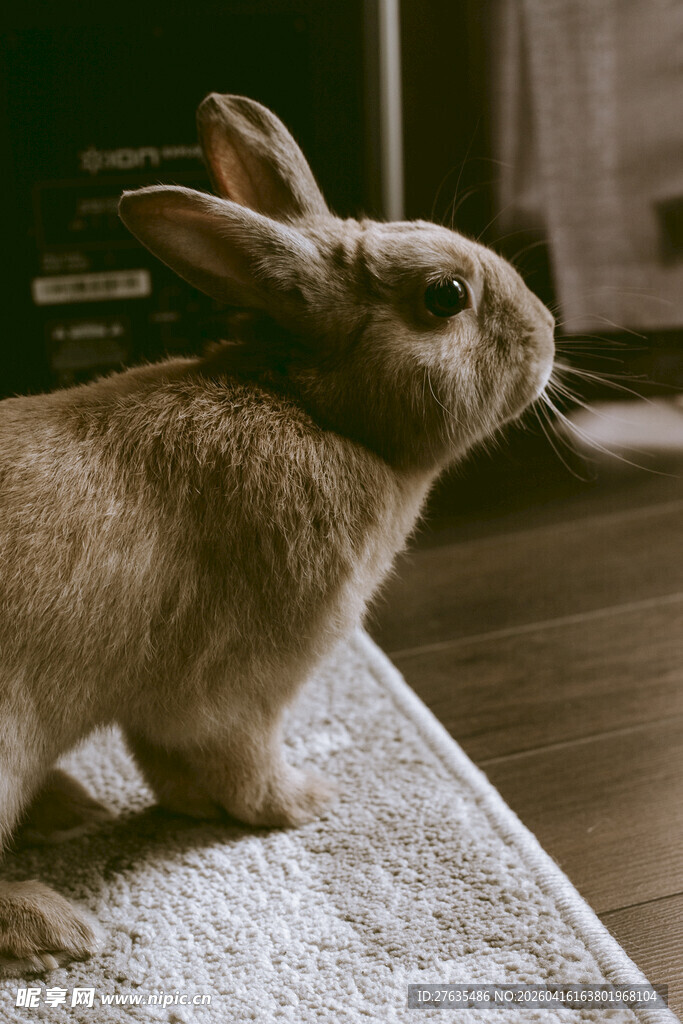可爱小兔站立在垫子上