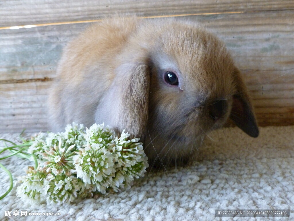 可爱小兔嗅闻绿植