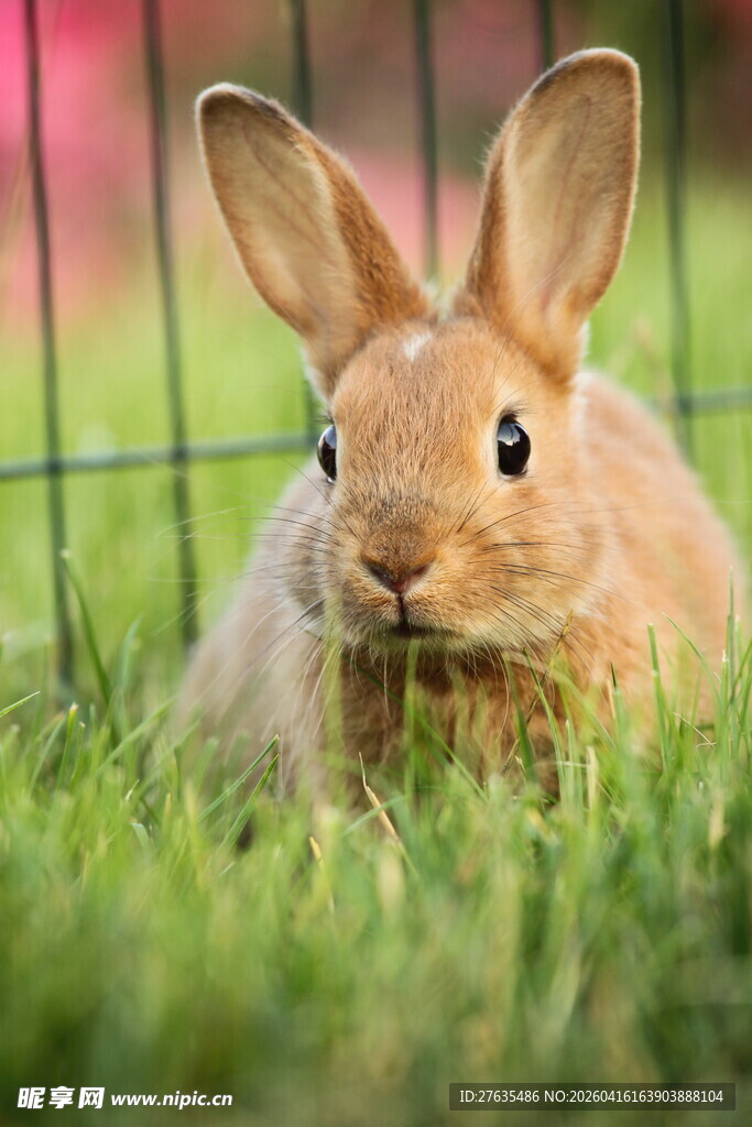 草地上的可爱棕色小兔子