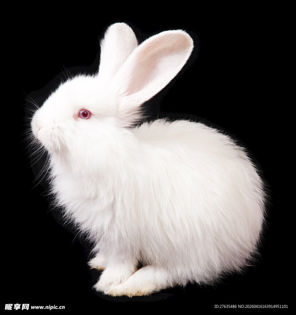 可爱白兔特写