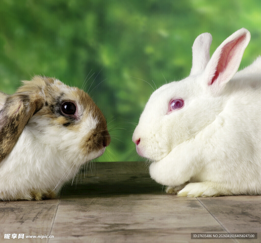 两只萌兔对视