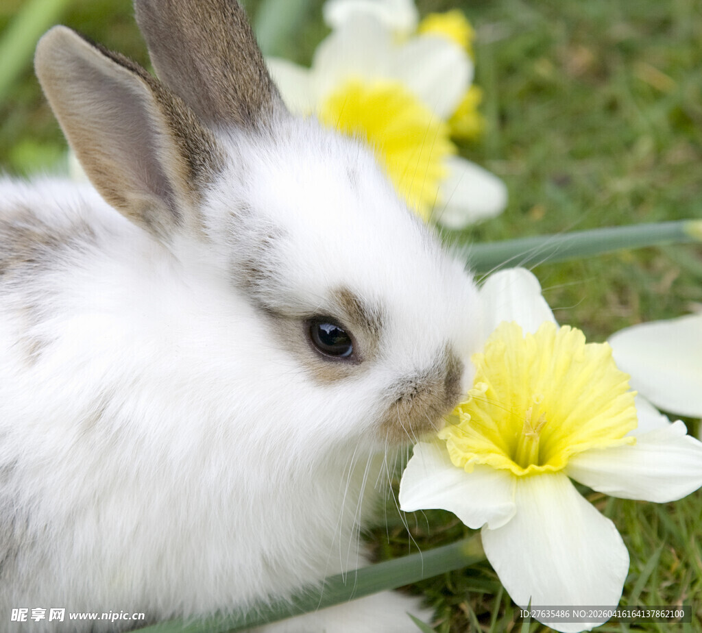 白兔嗅闻黄白相间水仙花