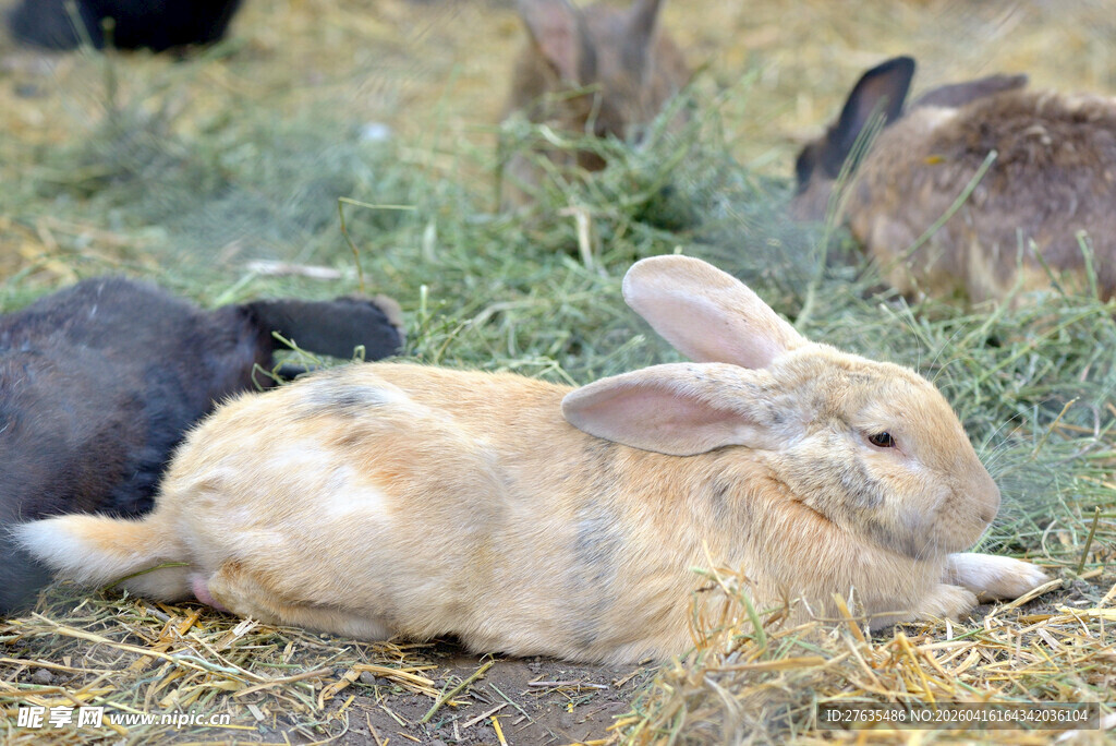 草地上休憩的可爱小兔子