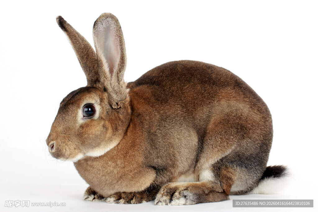 棕色大耳兔特写