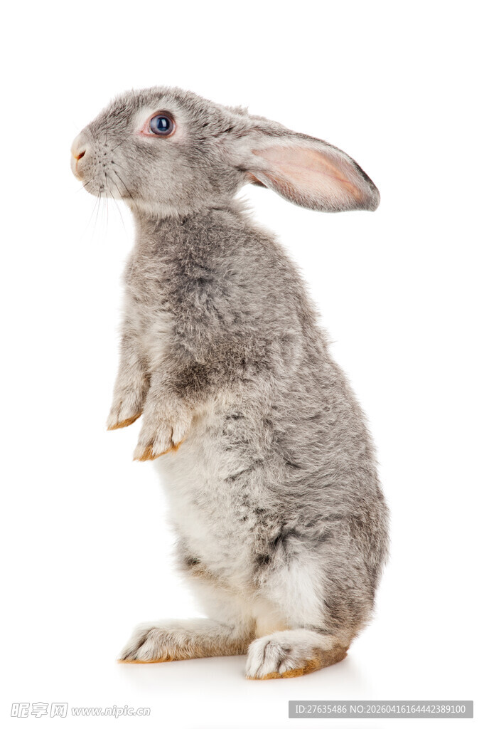 站立的小灰兔