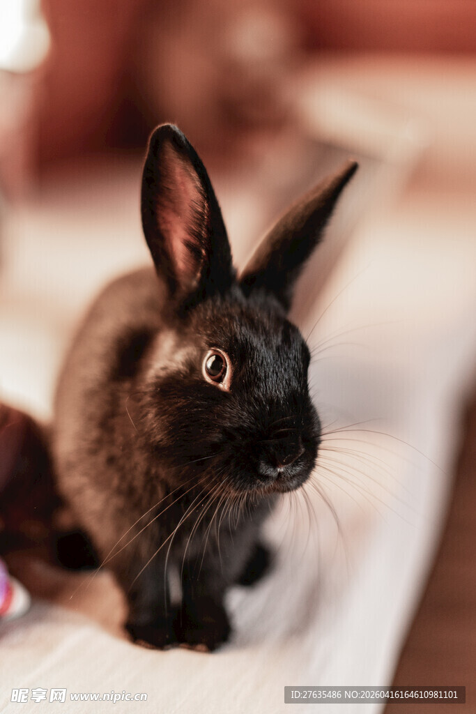 可爱黑兔子近景特写