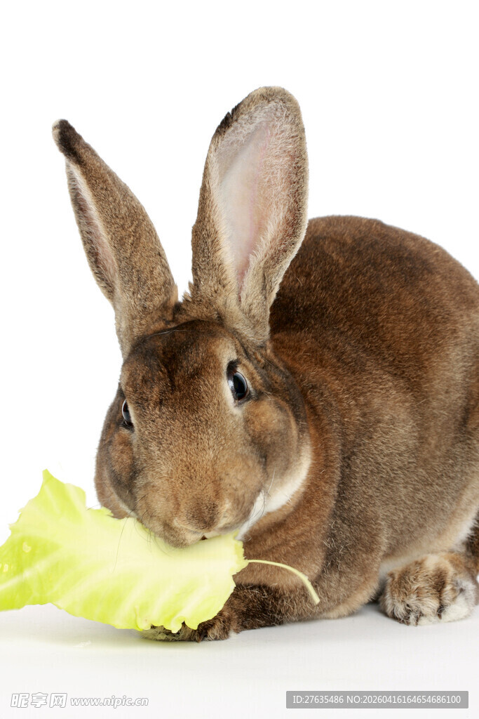 棕兔啃食嫩绿生菜叶