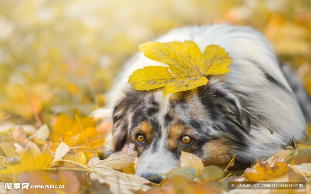 秋景中戴黄叶的可爱狗狗