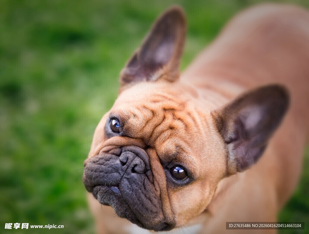 可爱法斗犬的俏皮瞬间