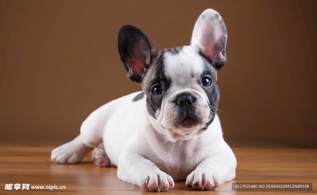 可爱法国斗牛犬趴木地板
