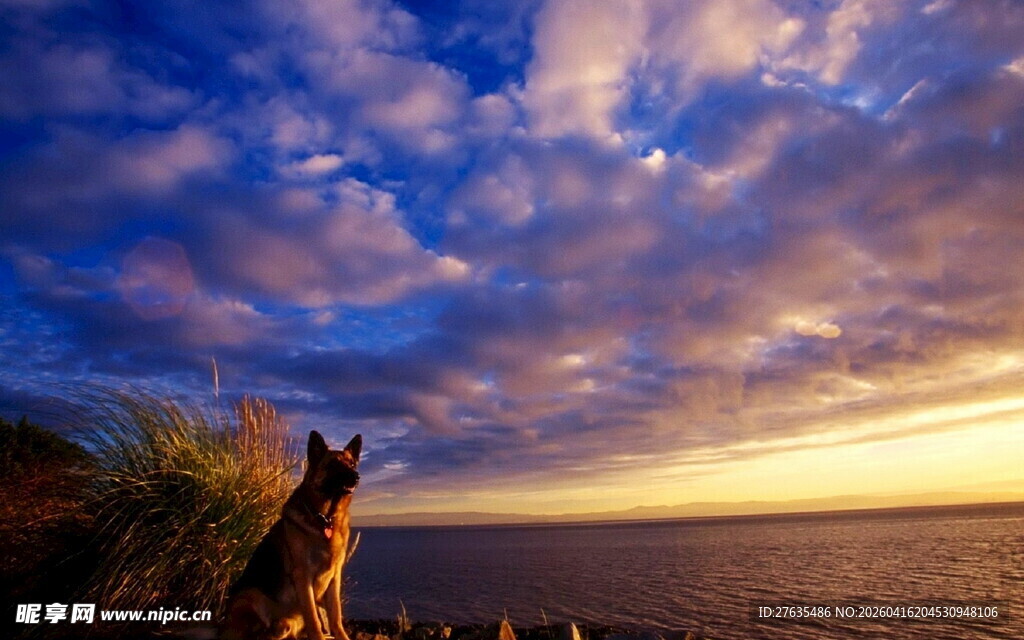 夕阳下的狗狗眺望远方